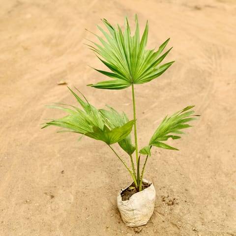 China / Fan Palm in 4 Inch Nursery Bag