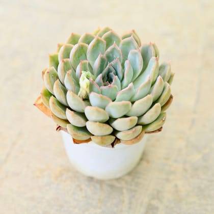 Vishnu Kamal Succulent plant in 3 inch white pot