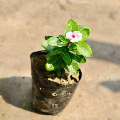 Periwinkle / Vinca / Sadabahar (any colour) in 4 inch Nursery Bag