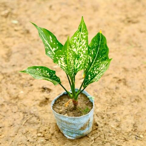 Aglaonema Snow White in 4 Inch Nursery Bag