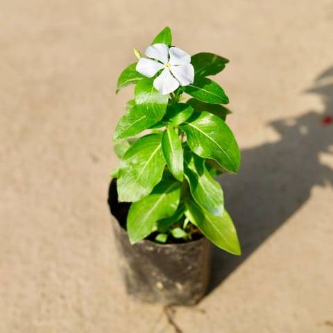 Periwinkle / Vinca / Sadabahar (any colour) in 4 Inch Nursery Bag