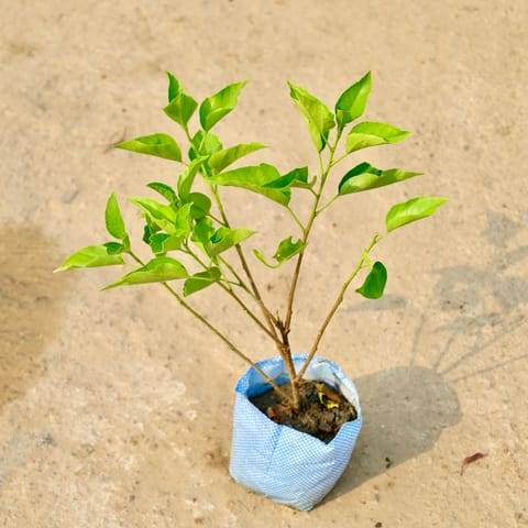 Hibiscus / Gudhal (Any Colour) in 8 Inch Nursery Bag