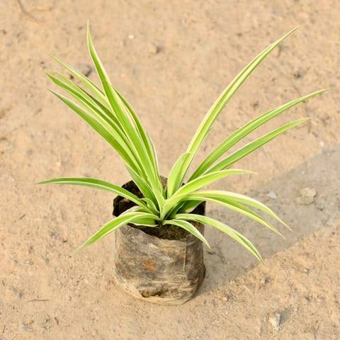 Spider Plant in 4 Inch Nursery Bag