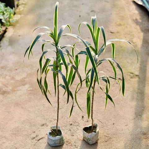 Set of 2 - Dracaena Jamaica in 4 Inch Nursery Bag