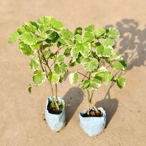 Set of 2 - Aralia Apple in 4 Inch Nursery Bag