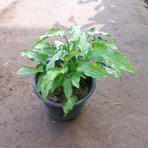 Syngonium Yammi in 5 Inch Nursery Pot