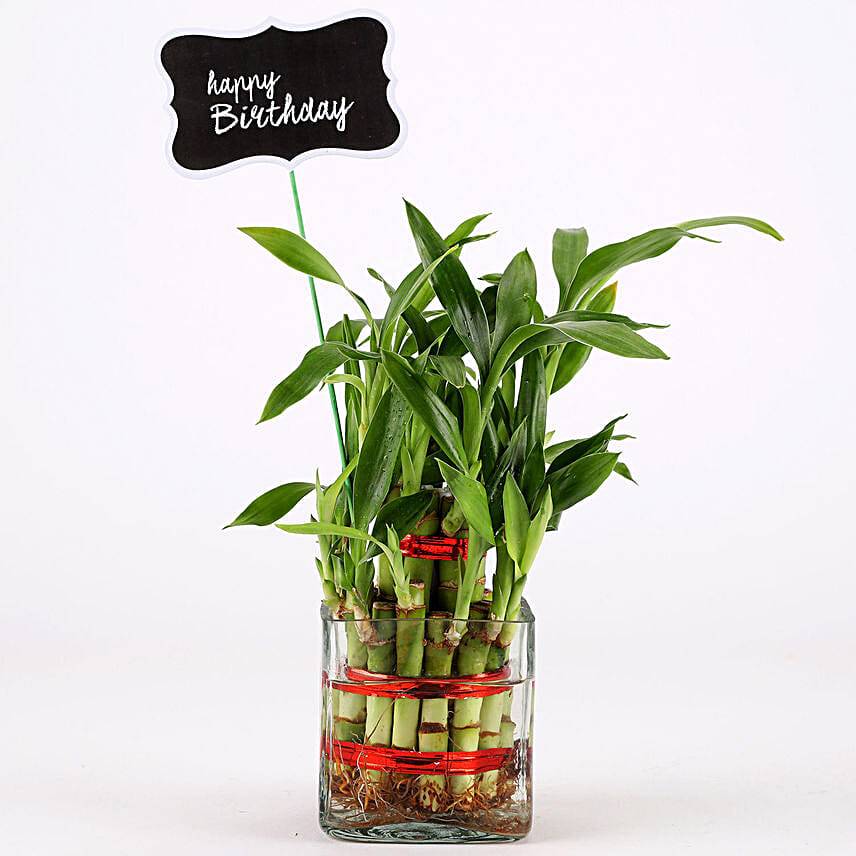 2 Layer Bamboo Plant For Happy Birthday