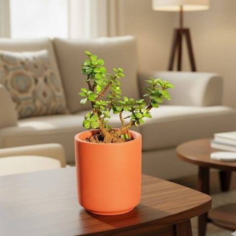 Gift Ready - Jade in 4 inch Neer Maati Pot - Smooth Curved Artisanal Finish - comes in a beautiful gifting bag