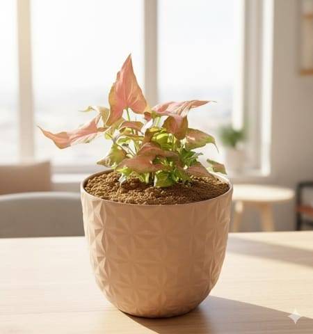 Gift Ready - Syngonium Pink Arrowhead in 4 Inch Mocha Leafora Premium Plastic Planter - with Gift Bag