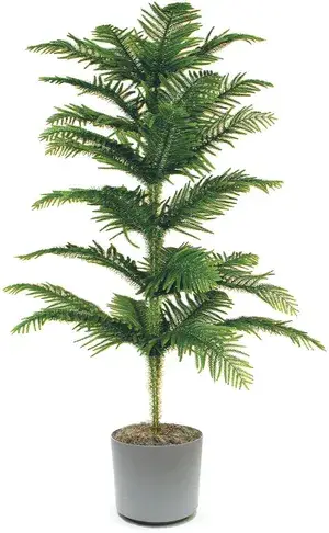 Christmas Tree Plant (Pack of 1) Buy @ ₹499
