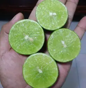 Kolkata Pati Lemon (Grafted) Live Fruit Plant & Tree (1.5-3.5 Ft Hight) For Your Sweet Home Gardening Patti Labu Healthy Fruit Plant With Amazing Fragrance (Hybrid, Pack Of 1) Buy @ ₹499