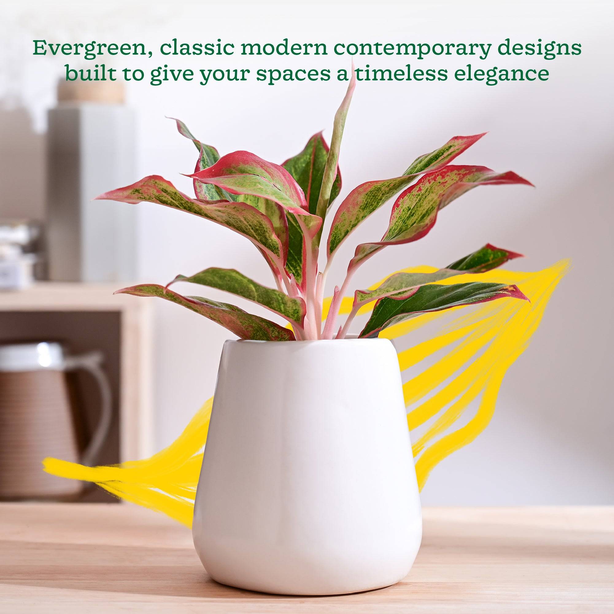 Tulip Fantasy Extra Small Ceramic Planter