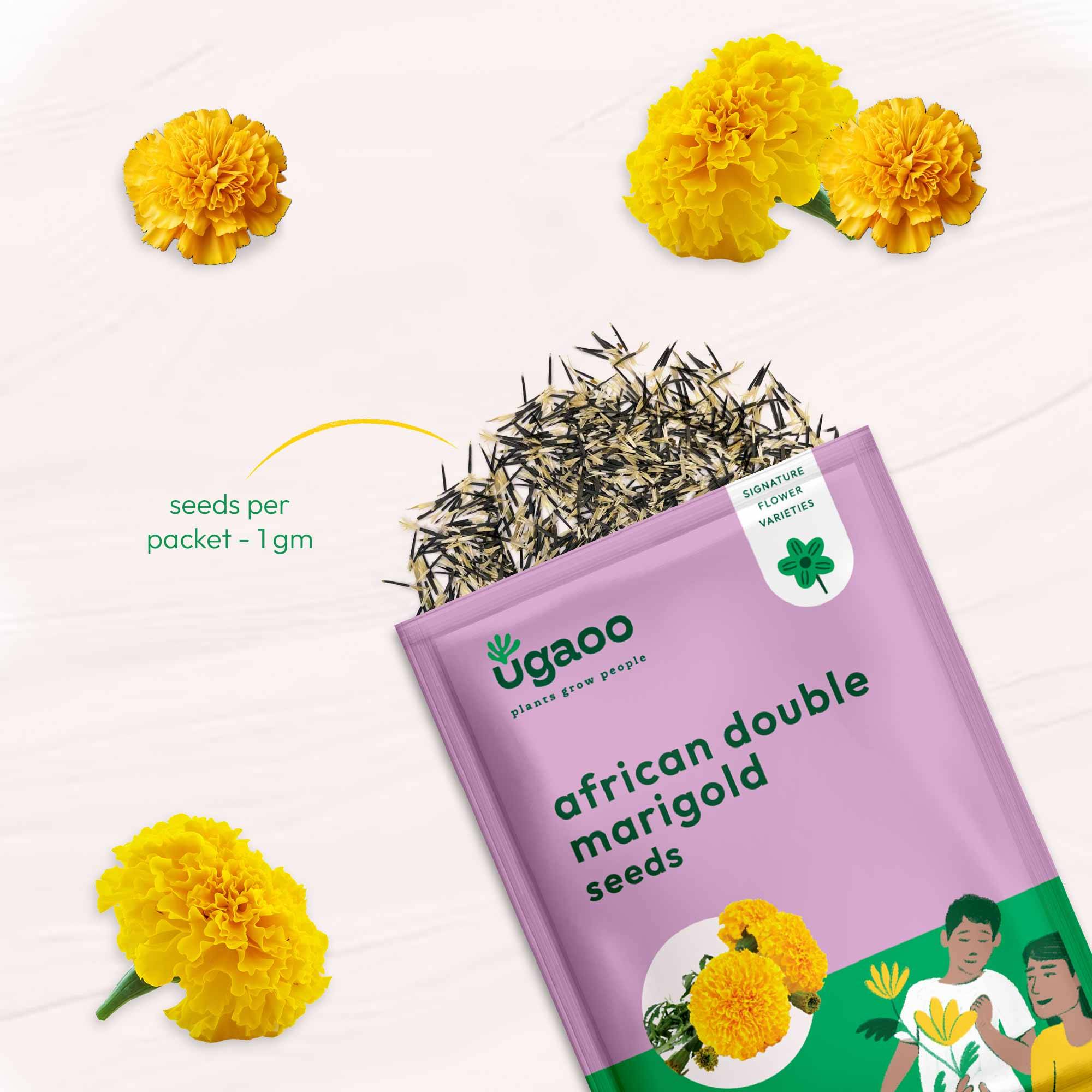 Marigold African Double Seeds