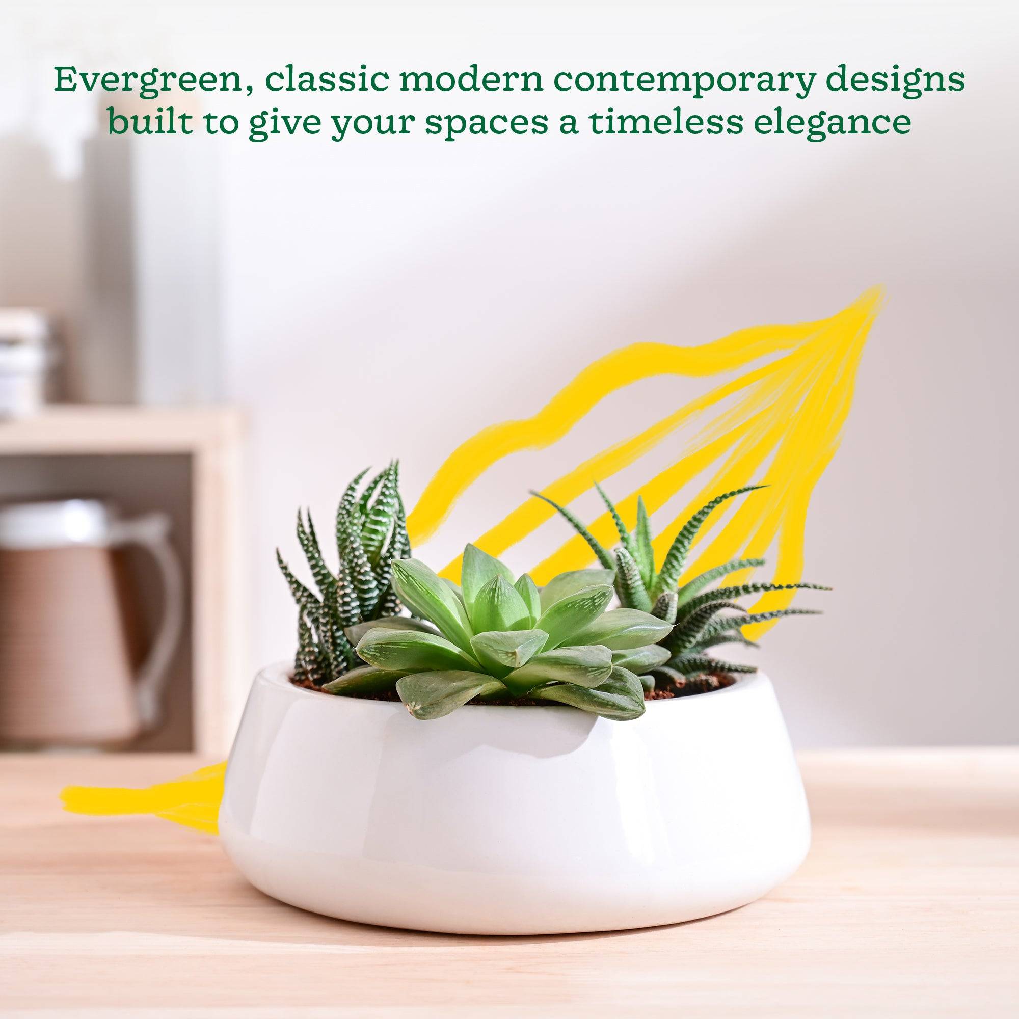 Tulip Fantasy Flat Ceramic Planter