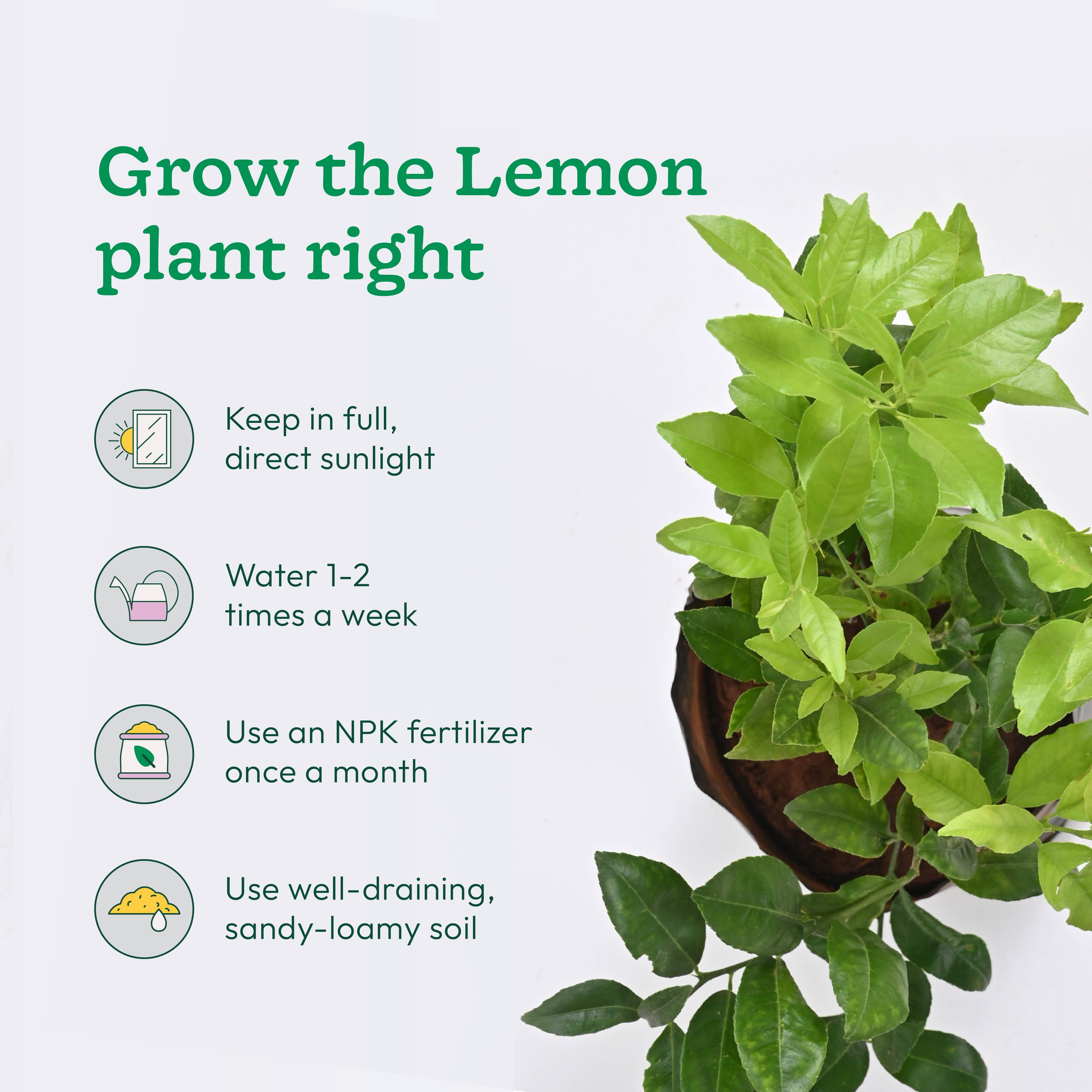 Pomegranate and Lemon Plant Combo with Grow Bag