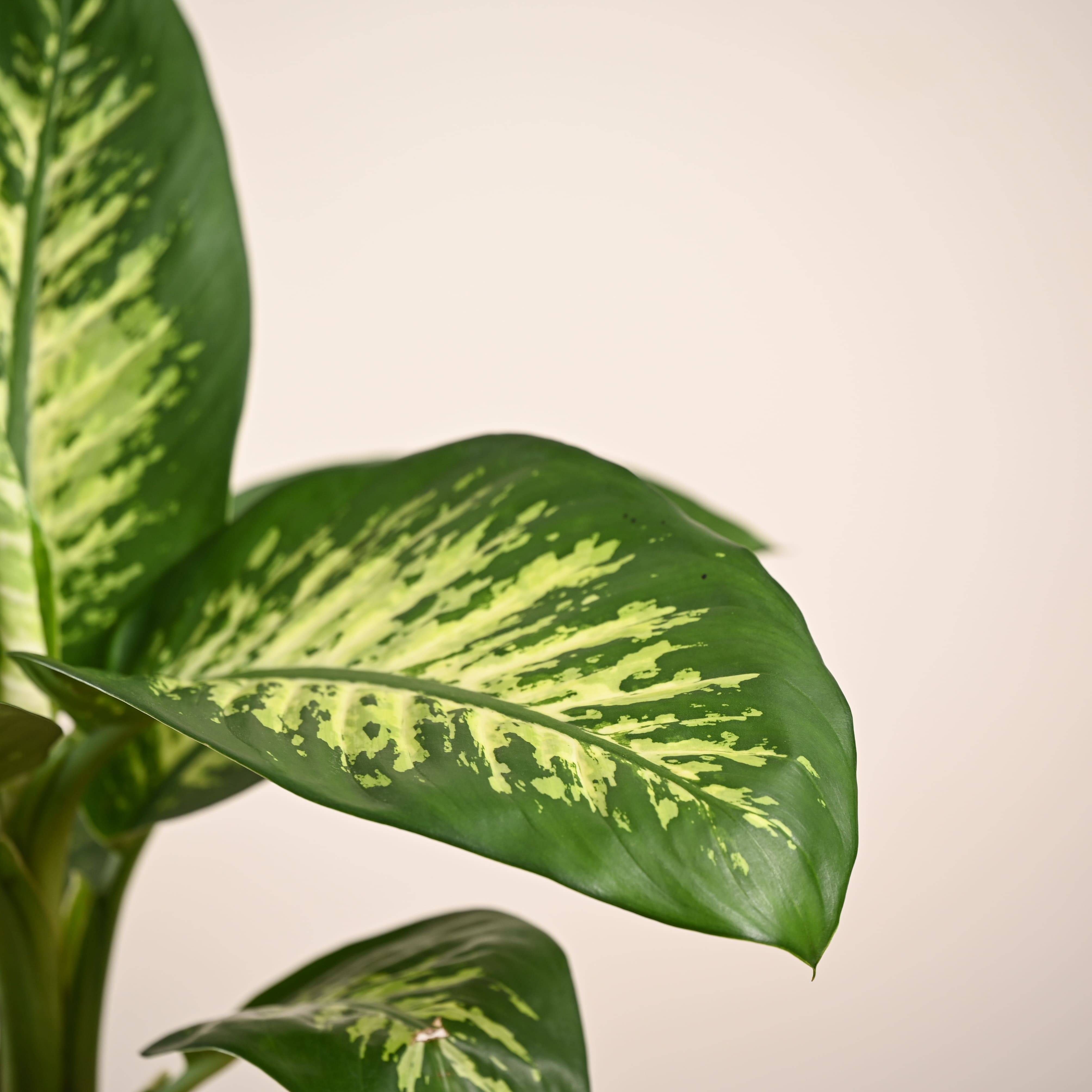 Dieffenbachia Tropic Snow Plant - Large