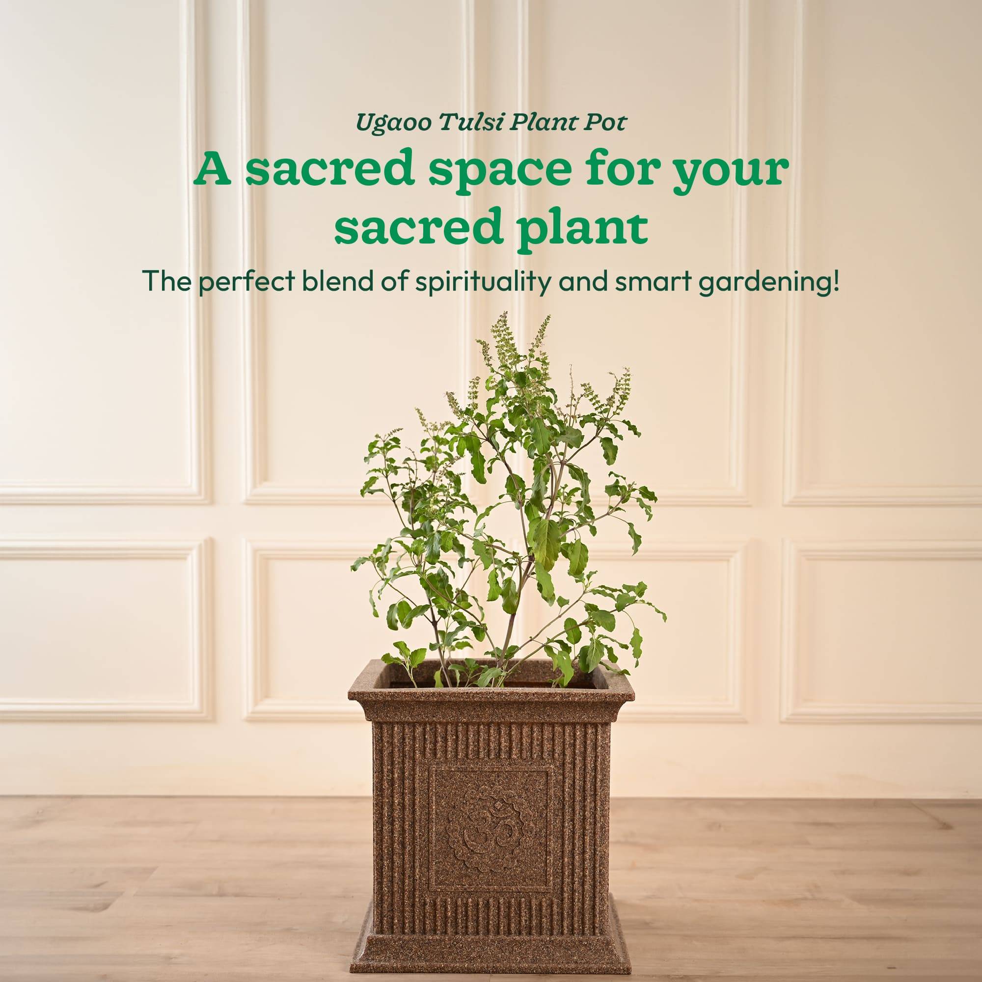 Tulsi Pot for Home
