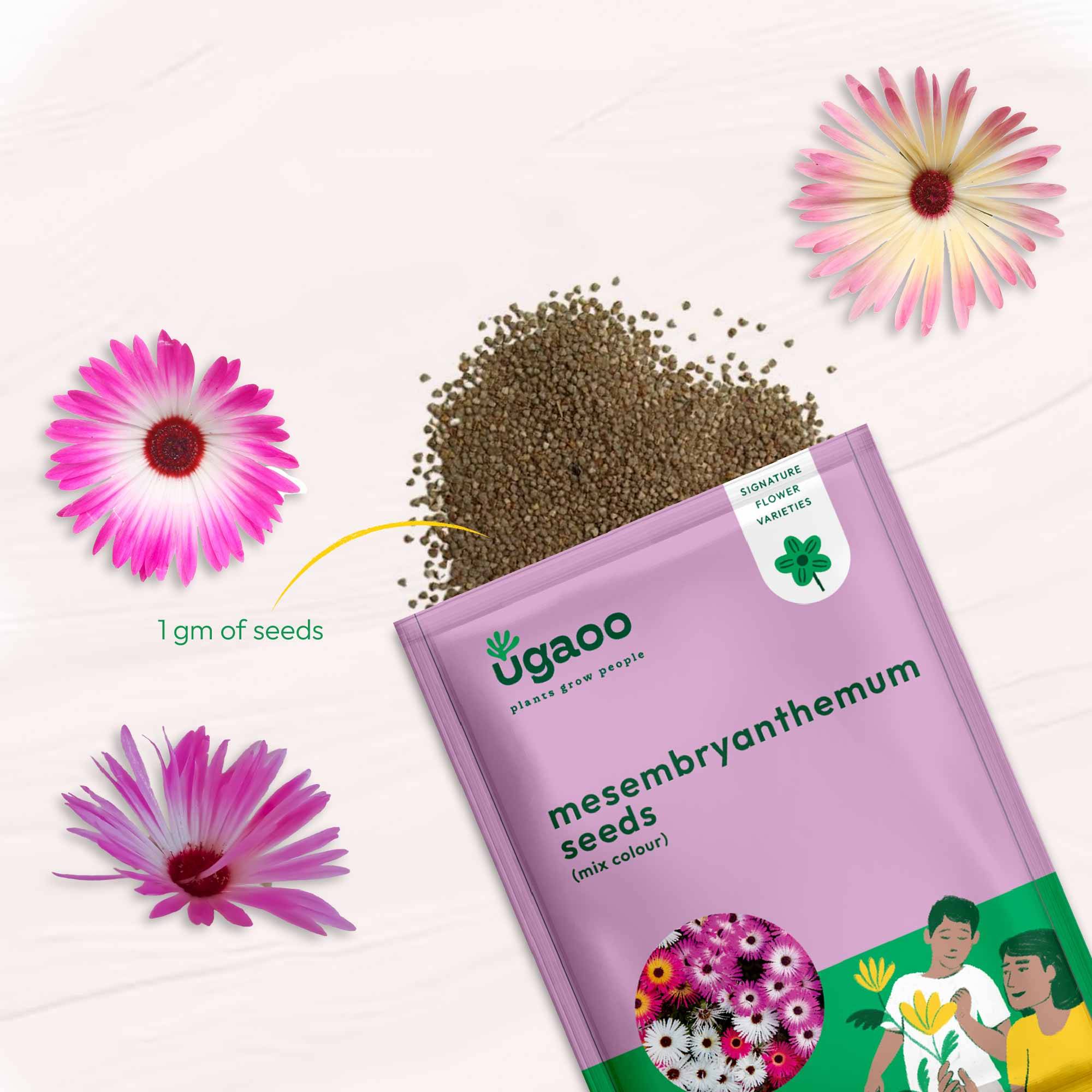 Mesembryanthemum Mix Seeds