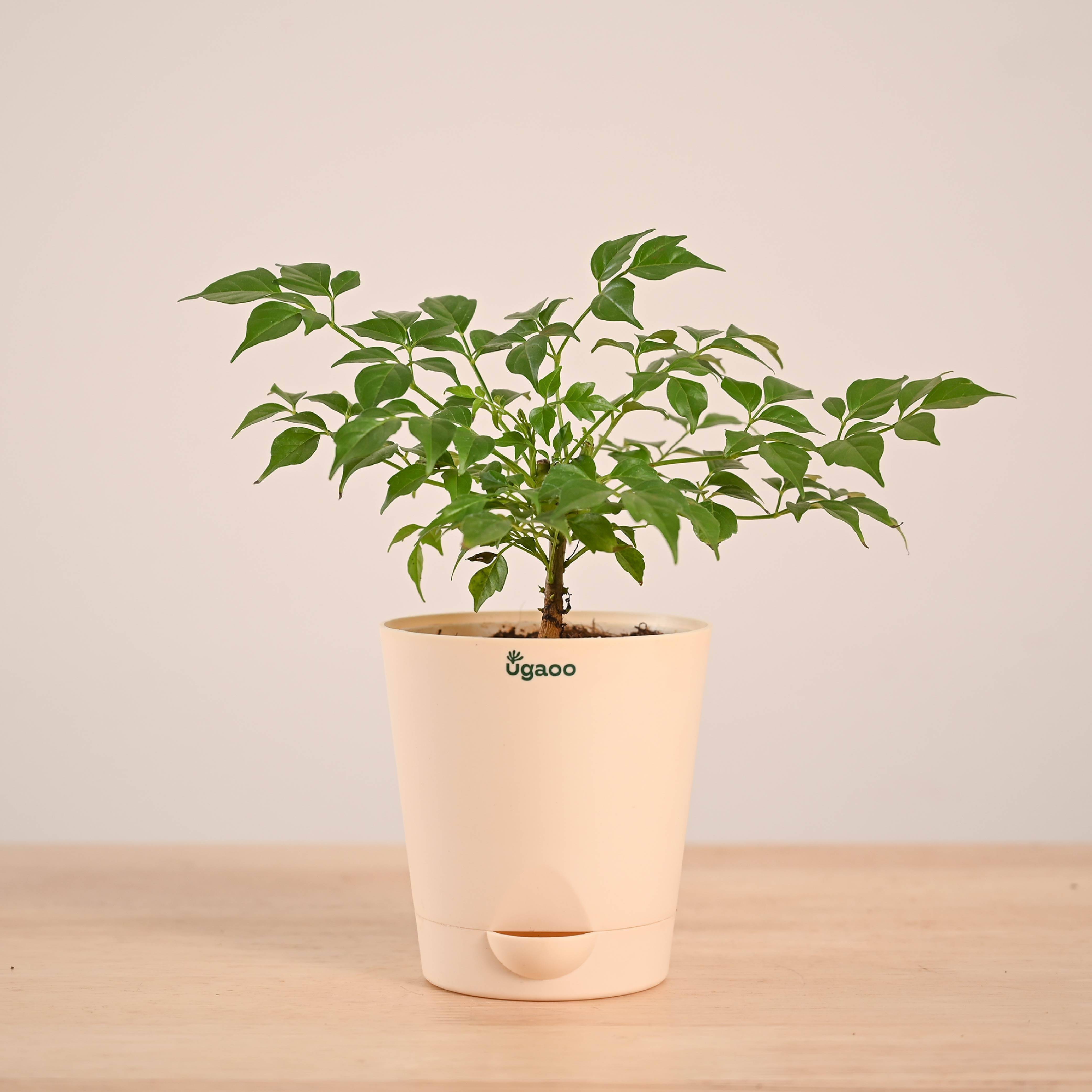 China Doll Plant (4 inch)
