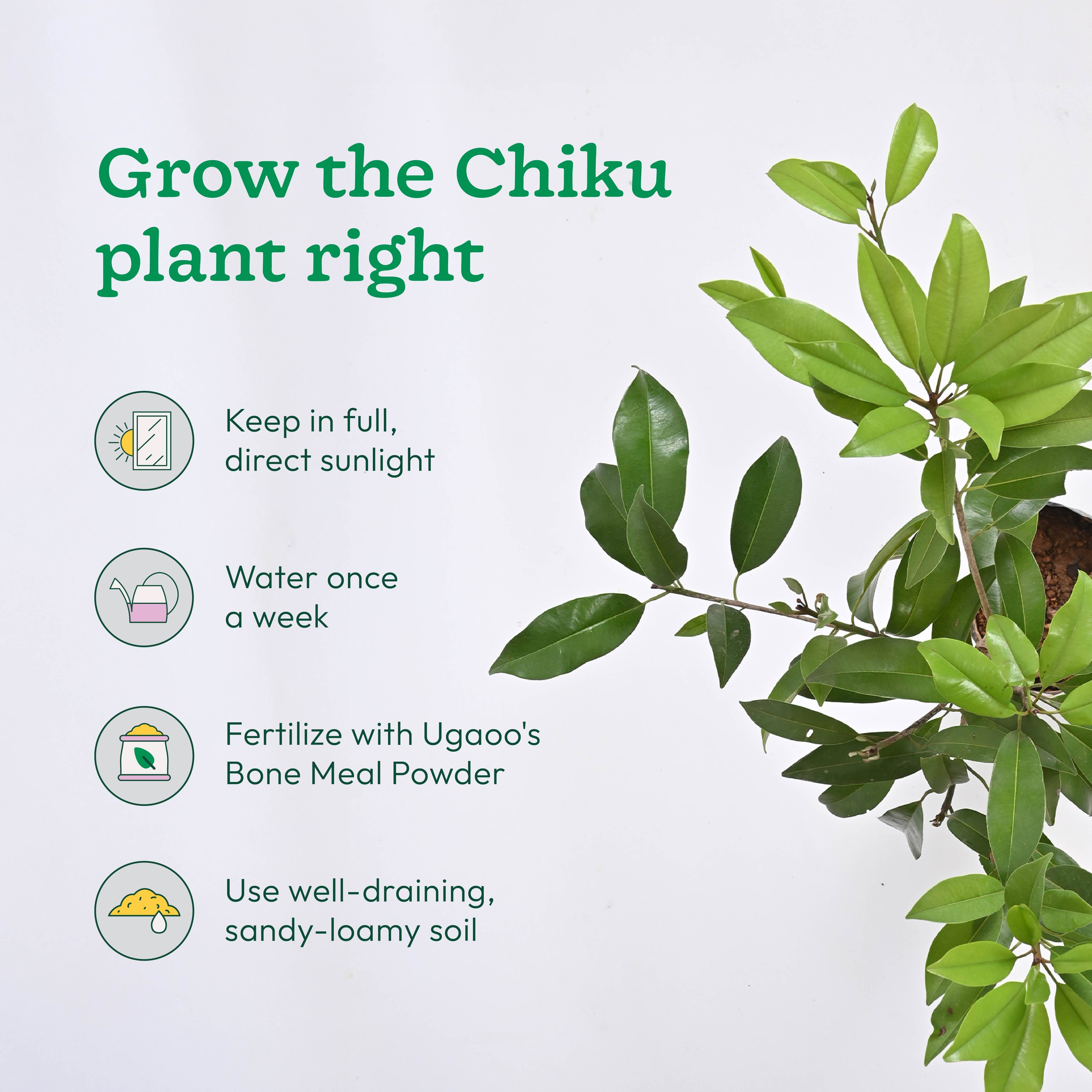 Chiku and Pomegranate Fruit Plant Combo with Grow Bag