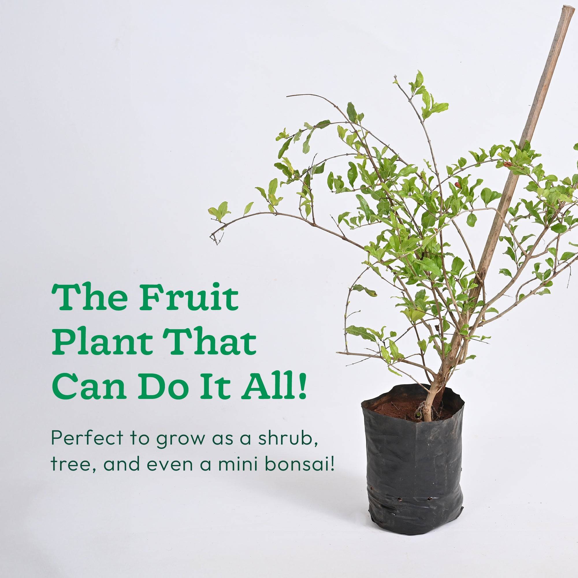 Pomegranate Plant with Grow Bag