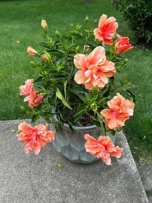 GREENERY NURSERY HIBISCUS/ GUDHAL (PEACH) LIVE FLOWER PLANT & TREE FOR HOME GARDEN, PACK OF 1 Buy @ ₹499