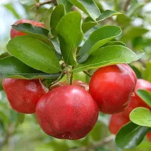 Barbados Cherry (Sweet) West Indian Cherry (Malpighia emarginata) Fruit Live Plant (Home & Garden) (1.5-3.5 Ft Height) Pack Of 1 Buy @ ₹499