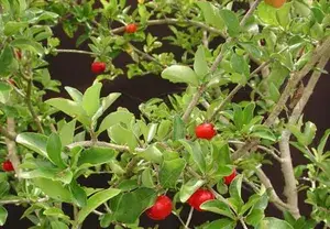 Barbados Cherry (Sweet) West Indian Cherry (Malpighia emarginata) Fruit Live Plant (Home & Garden) (1.5-3.5 Ft Height) Pack Of 1 Buy @ ₹499