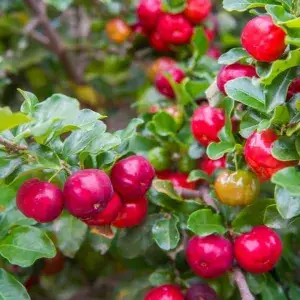 Barbados Cherry (Sweet) West Indian Cherry (Malpighia emarginata) Fruit Live Plant (Home & Garden) (1.5-3.5 Ft Height) Pack Of 1 Buy @ ₹499