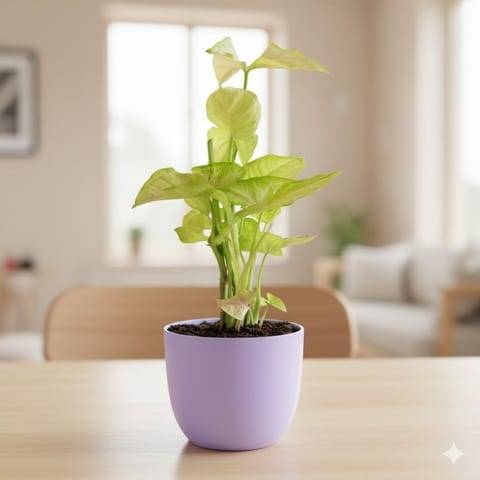 Gift Ready - Syngonium Yellow in 4 Inch Purple Leafora Premium Plastic Planter - with Gift Bag