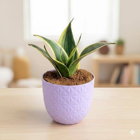 Snake Golden Dwarf in 4 Inch Purple Leafora Premium Plastic Planter
