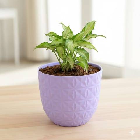Syngonium Cutglass in 4 Inch Purple Leafora Premium Plastic Planter