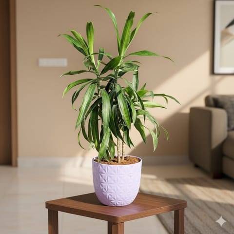 Gift Ready - Dracaena Messenger in 4 Inch Purple Leafora Premium Plastic Planter - with Gift Bag