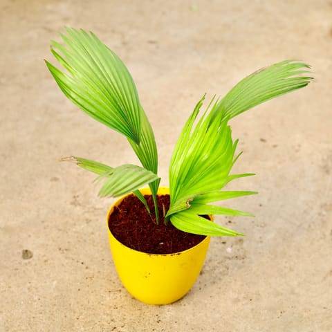 China / Fan Palm in 6 Inch Yellow Premium Orchid Round Plastic Pot