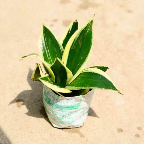 Snake Yellow Dwarf in 4 Inch Nursery Bag