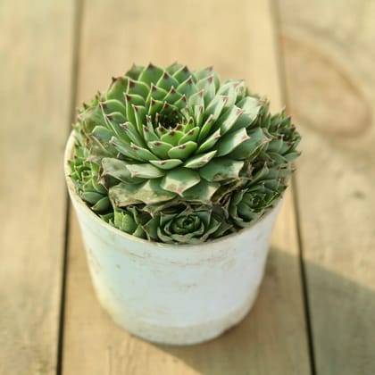Lakshmi Kamal / Sempervivum Succulent plant in 3 Inch Nursery Pot