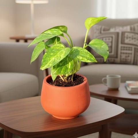 Money Plant Green in 4 inch Bhoomi Maati Pot - Wide-Mouth Rustic Matte Beauty