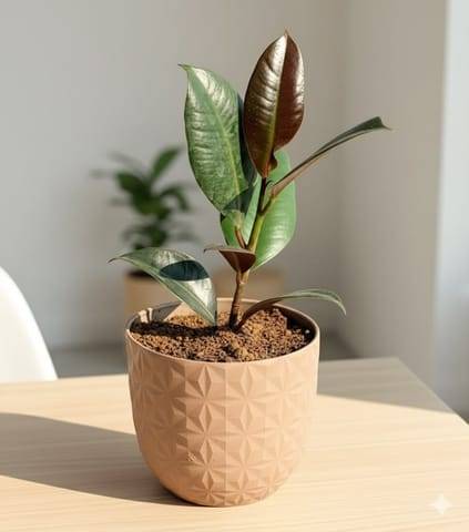 Rubber in 4 Inch Mocha Leafora Premium Plastic Planter
