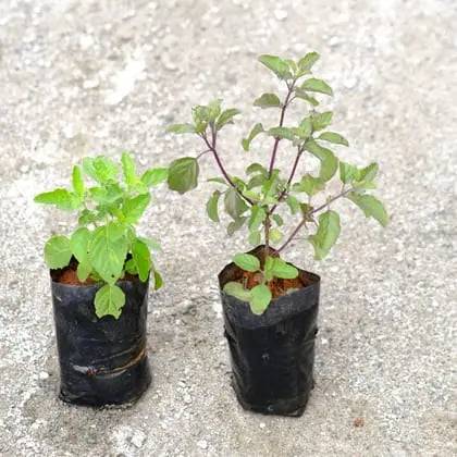 Tulsi (Rama, Shyama) plant in 4 inch polybag