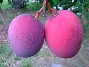 Australian Red Mango Plant Original Australian Variety Grafted Live Plant | R2E2 Mango (Jumbo Red) Fruit Plant Buy @ ₹599