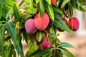 Australian Red Mango Plant Original Australian Variety Grafted Live Plant | R2E2 Mango (Jumbo Red) Fruit Plant Buy @ ₹599