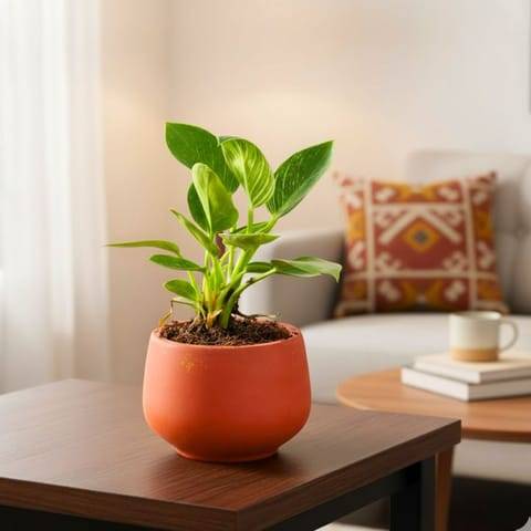Philodendron Red in 4 inch Bhoomi Maati Pot - Wide-Mouth Rustic Matte Beauty