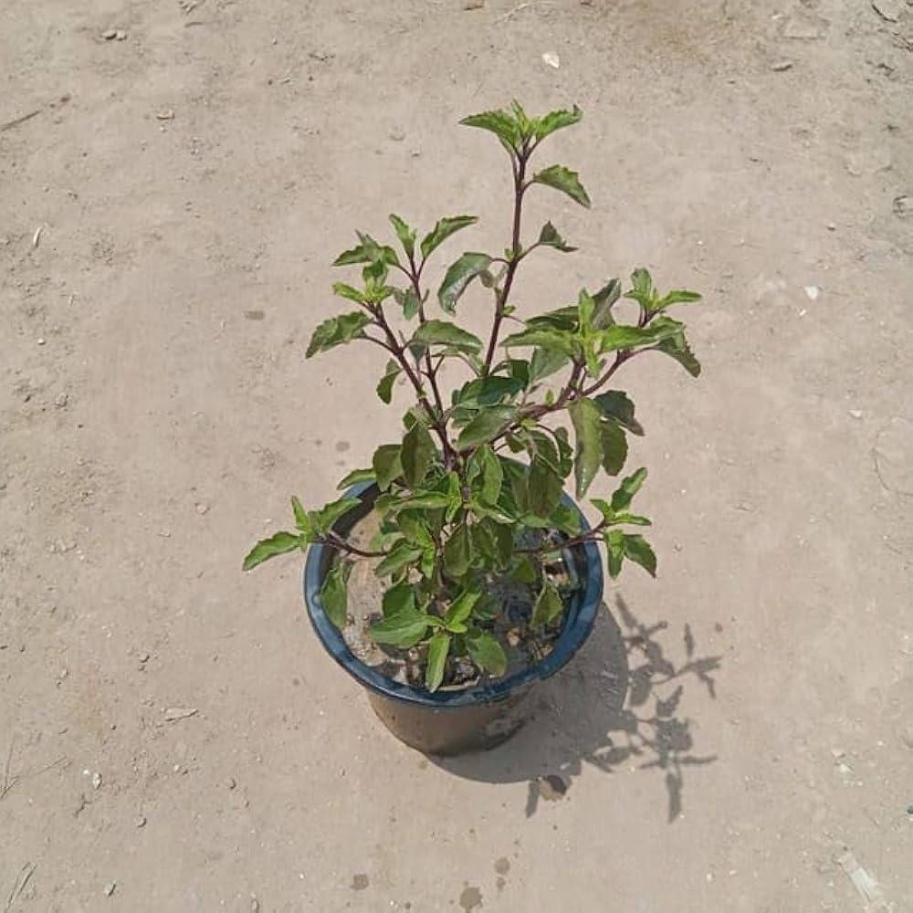 Shyama Tulsi plant in 6 inch pot