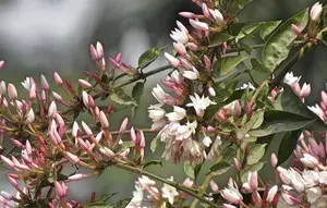Pink Jasmine flower plant Jasmine Flower Plant/pink jasmine Buy @ ₹399