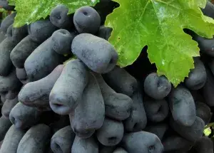 Moon Drop Seedless Hybrid Grapes Fruit Plant (Pack Of 1) Buy @ ₹499