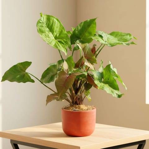 Syngonium Bronze in 4 inch Aaroh Maati Pot - Modern Curved Handcrafted Appeal