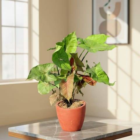 Syngonium Bronze in 4 inch Shilp Maati Pot - Chic Small Pot for Decor Corners