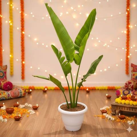 Traveller Palm (2-3 Ft) in 10 Inch White Classy Plastic Pot