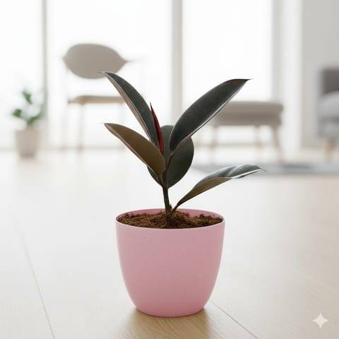Rubber Black in 6 Inch Pink Premium Orchid Round Plastic Pot