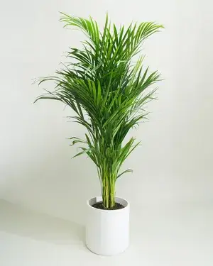 Real Live Areca Palm Tree Live Plant Best Indoor Air Purifying Plant (Hybrid, Pack of 1) Without Pot Buy @ ₹499